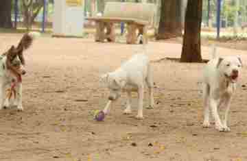 Lei torna crime exercício ilegal da medicina veterinária 